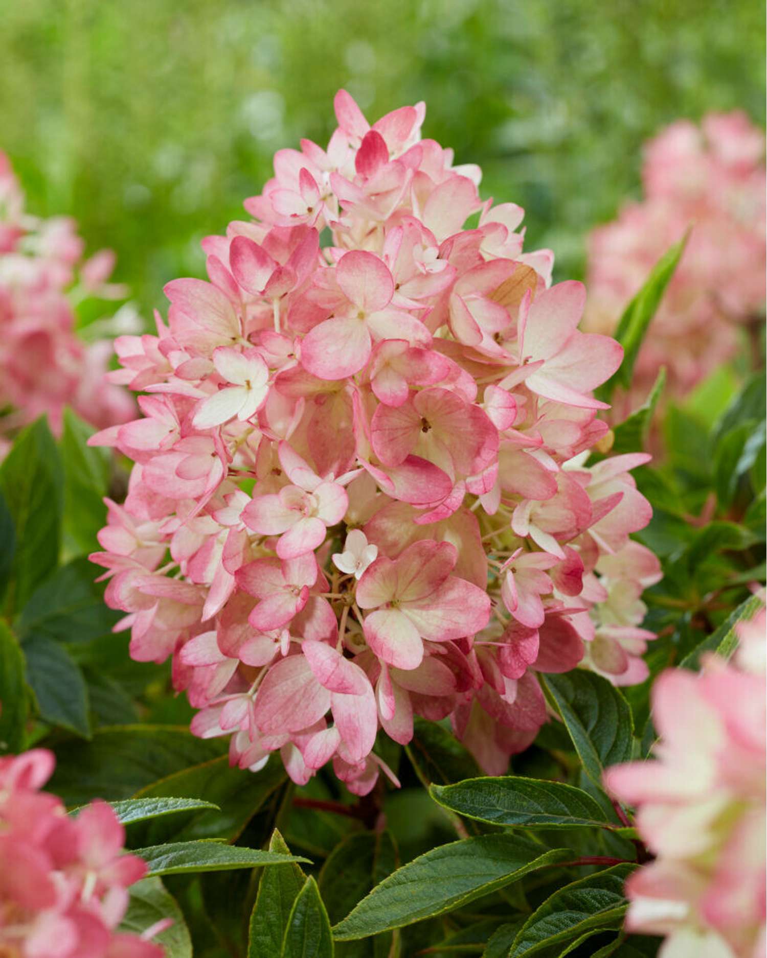 Hortensia 'Groundbreaker® Blush'